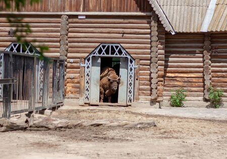 One big bison looks out of his house in the zoo and does not want to go out in the heat under the sun. The weather is hot in a zoo.の写真素材