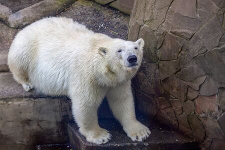 One white polar bear is sitting in the aviary in the shade and looking at the camera on the photographer. The weather is sunny in a zoo.  の写真素材