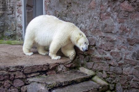 One white polar bear goes down the stairs and scratches his back on the stones. The weather is sunny in a zoo.の写真素材
