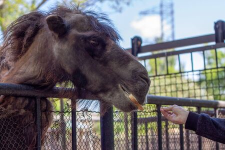 An old camel takes a piece of bread from a personâs hand in a zoo, although there is a prohibition on feeding animals in the zoo. Bright sunny weather is outsideの写真素材