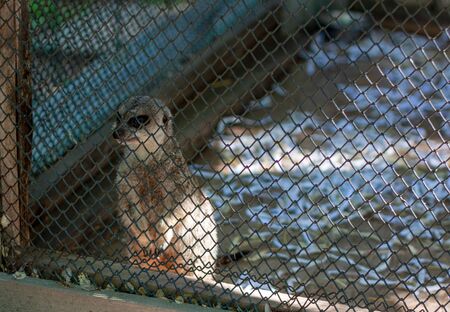 One meerkat sits in the corner of the cage on its hind legs and looks pityingly at the zoo visitors. The weather is sunny in a zoo.  の写真素材
