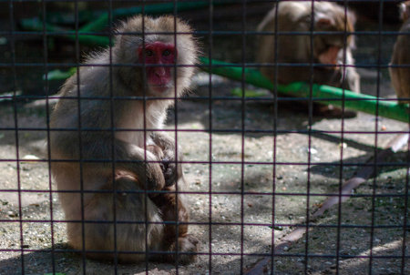 Japanese macaque is sitting with the baby in an embrace in the aviary of the zoo and looking at the...