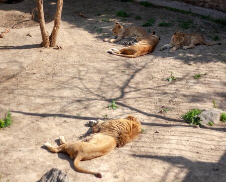 A lion lies resting in an aviary near stones in sunny weather at a zoo. Near him lies three lionessesの写真素材
