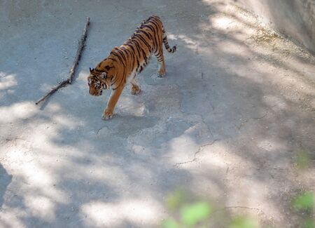 One tiger walks in its aviary lonely in  weather at the zooの写真素材