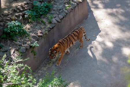 One tiger walks in its aviary lonely in sunny weather at the zoo.の写真素材