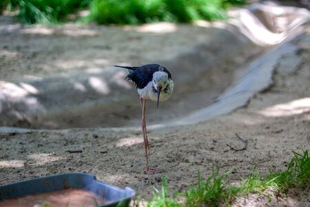 The bird  black-winged stilt   is walking near his bowl of food. The weather is sunny in a zoo.の写真素材