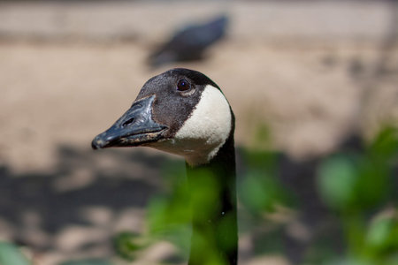 Photo of the head of a Canada goose  peeping out on the right side from behind green bushes on a blurry  background.. The weather is sunny in a zoo.の写真素材
