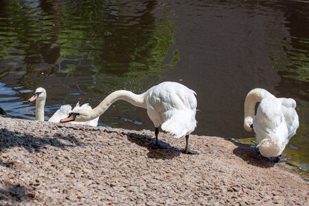 Photo of three swans on the lake. The first floats on the water, the second arched and hisses, the third cleans feathers. The weather is sunny in a zoo.の写真素材