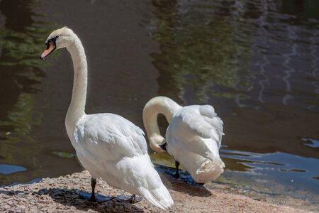 Photo of two swans on the lake. The first  stand on land and bent their necks and looks at the camera, the second is cleaning its feathers. The weather is sunny in a zoo.の写真素材