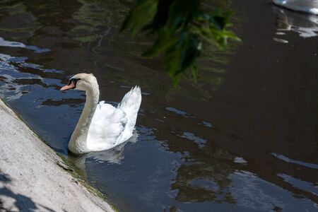 Photo of a swan on the lake.  He looks on the people standing on the ground neat the lake. The weather is sunny in a zoo.の写真素材