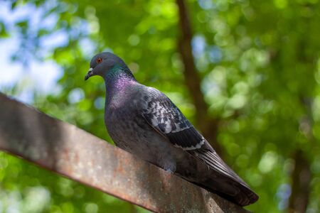 One wild grey city pigeon  sits on the iron fence  in a sunny warm summer weather. The green tree is blurred on the background. の写真素材