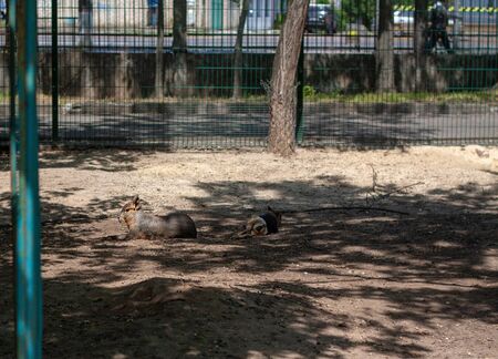 Two patagonian maras lie in the aviary in the shade. The weather is sunny in a zoo. の写真素材