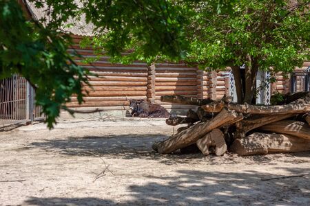 A wild bull tour lies and rests in the sun at a zoo near its wooden aviary. The weather is summer sunny in a zoo.の写真素材