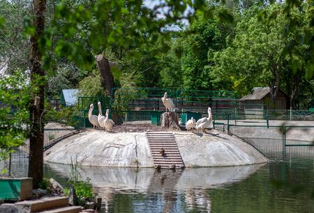 A group of several white pelicans resting under the sun on their nests. The weather is sunny in a zoo.  の写真素材
