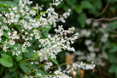 beautiful and fragrant little flowering bush in the summer gardenの写真素材