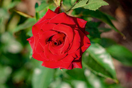 One big red rose close-up in the centerの写真素材