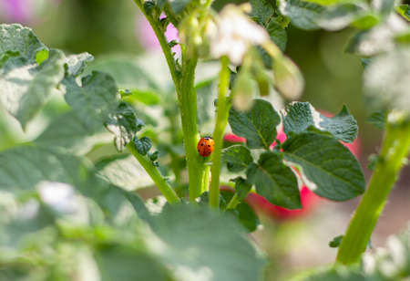 potato blossoms with a white flower on a bright sunny day and a ladybug sits on the branches in the centerの写真素材
