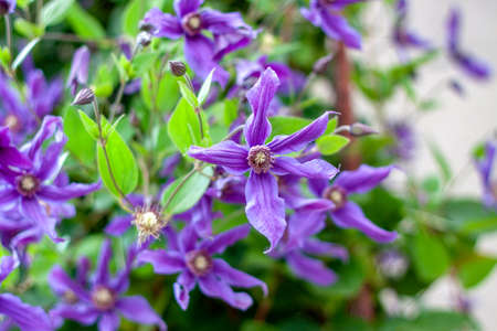 a bush of clematis in the garden on a bright sunny dayの写真素材