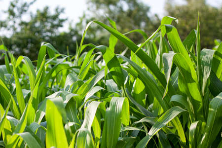Green leaves of a corn garden close-up in the center in a summer gardenの写真素材