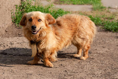 cool red dog on a leash in the village guards the estate and far-yard and is very tired under the scorching sun. He is very friendly and loyal, goodの写真素材
