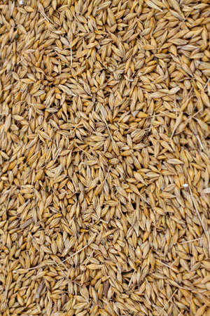 Ripened barley grain lies in a pile on the farm, concept - harvest 2020 and bread making. Village and agricultural, rural area is specified in it.の写真素材