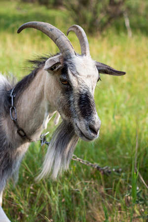 a portrait of a one very cute goat with a collar in the village in the hot summerの写真素材