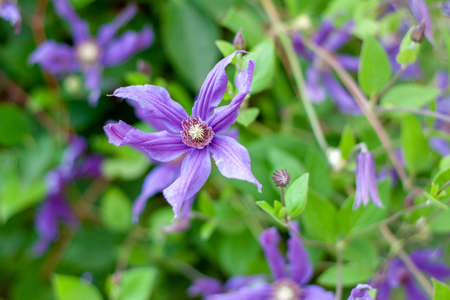 a bush of clematis in the garden on a bright sunny dayの写真素材