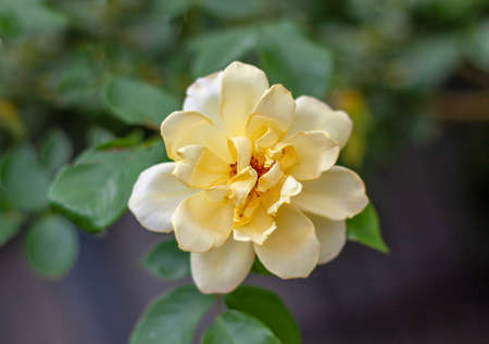 yellow rose close-up in the centerの写真素材