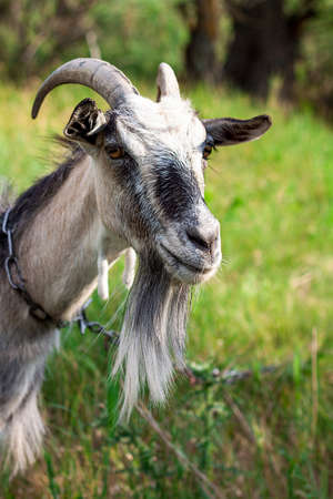 portrait of a one very cute goat with a collar in the village in the hot summer, she looks straight in the cameraの写真素材