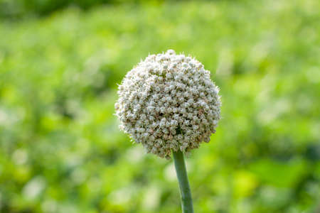 Inflorescence of an onion flower in a garden close-up in the center in a summer gardenの写真素材
