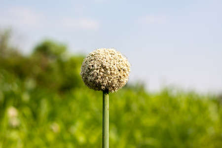 Inflorescence of an onion flower in a garden close-up in the center in a summer gardenの写真素材