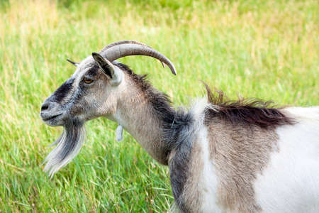 portrait of a one very cute goat with a collar in the village in the hot summerの写真素材
