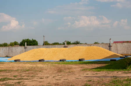 Ripened barley grain lies in big heap under the sun on the farm near a fence, concept - harvest 2020 and bread making. Village and agricultural, rural area is specified in it.の写真素材