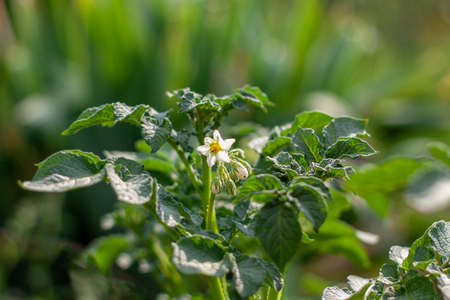 potato blooms with a white flower on a bright sunny dayの写真素材