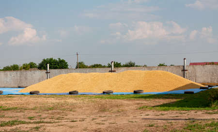 Ripened barley grain lies in a big heap under the sun on the farm near fence, concept - harvest 2020 and bread making. Village and agricultural, rural area is specified in it.の写真素材