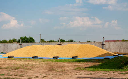Ripened barley grain lies in big heap under the sun on the farm near a fence, concept - harvest 2020 and bread making. Village and agricultural, rural area is specified in it.の写真素材