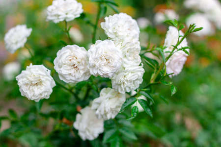 a group of small blooming white rosesの写真素材