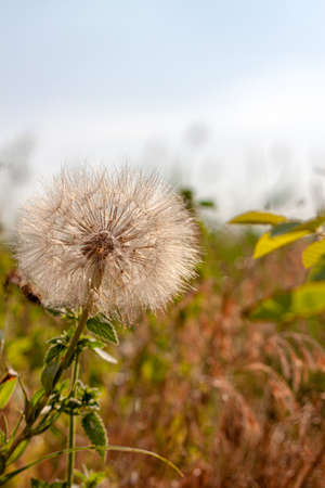 A common dandelion (Taraxacum officinale) with Seeds Growing among dry grass in the village, countryside in the summerの写真素材