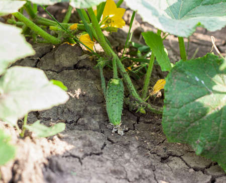 A very small green cucumber on a ground close-up in the center in a summer garden. Concept of healthy eating and vegetarianの写真素材