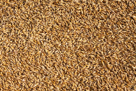 Ripened barley grain lies in a pile on the farm, concept - harvest 2020 and bread making. Village and agricultural, rural area is specified in it.の写真素材