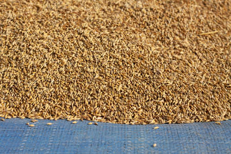 Ripened barley grain lies on a blue bag on the farm, concept - harvest 2020 and bread making. Village and agricultural, rural area is specified in it.の写真素材