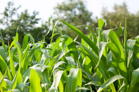 Green leaves of a corn garden close-up in the center in a summer gardenの写真素材