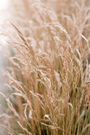 spikelets of dry brown grass sway in the wind (selective focus)の写真素材