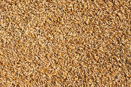 Ripened barley grain lies in a pile on the farm, concept - harvest 2020 and bread making. Village and agricultural, rural area is specified in it.の写真素材