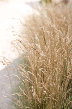 spikelets of dry brown grass sway in the wind (selective focus)の写真素材