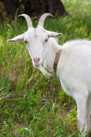 portrait of a one very cute white goat with a collar in the village in the hot summer, she looks straight in the cameraの写真素材