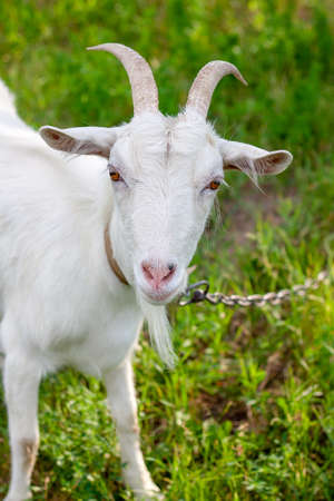 portrait of a one very cute white goat with a collar in the village in the hot summer, she looks straight in the cameraの写真素材