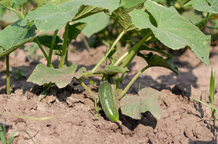 A very small green cucumber on a ground close-up in the center in a summer garden. Concept of healthy eating and vegetarianの写真素材