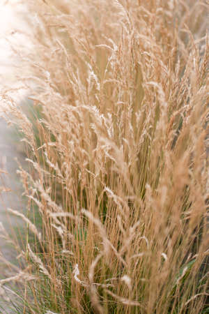 spikelets of dry brown grass sway in the wind (selective focus)の写真素材