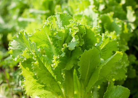 Leaves of green lettuce on a bed close-up in the center in a summer garden. Concept of healthy eating and vegetarianの写真素材